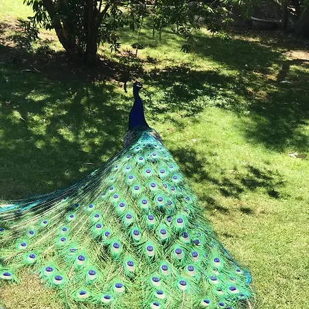 아파트 Cozy 35 M² + Pool 포르투로톤도